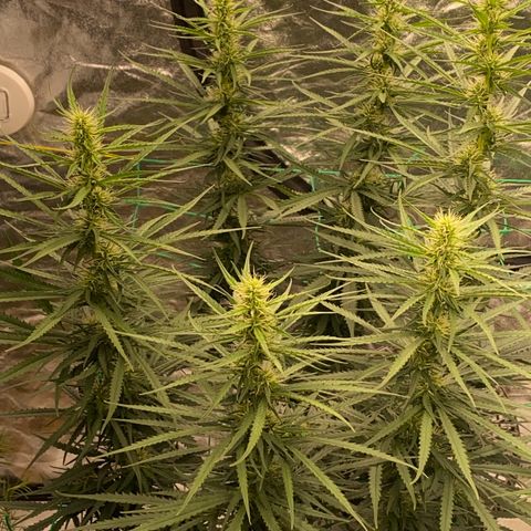 DankBerry  growlog photo: pha Dense 1g/1l