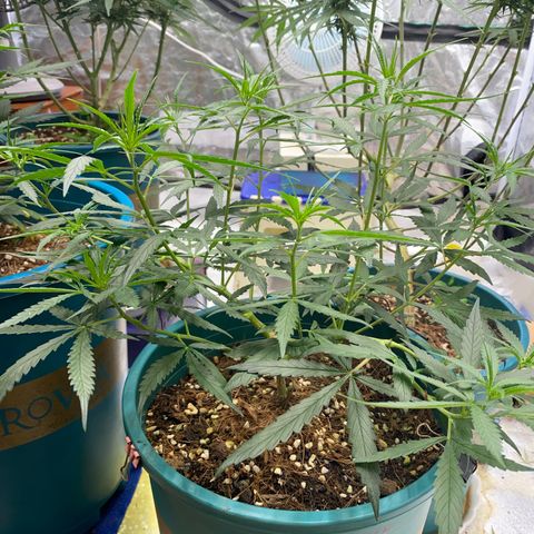 DankBerry  growlog timeline photo