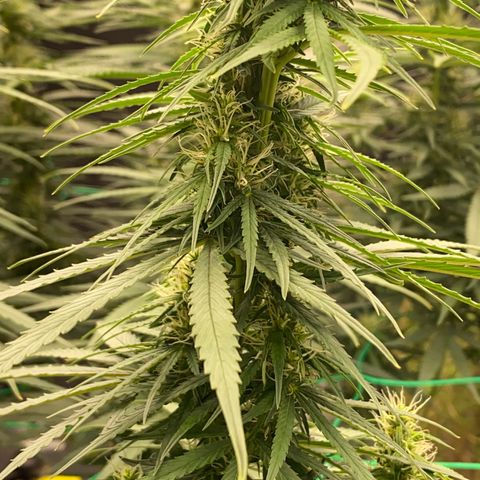 DankBerry  growlog timeline photo