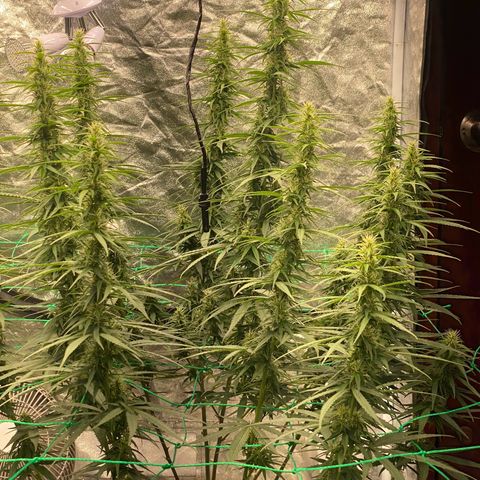 DankBerry  growlog timeline photo