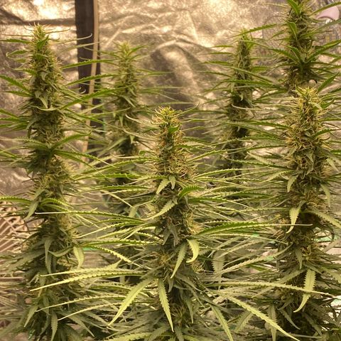 DankBerry  growlog timeline photo
