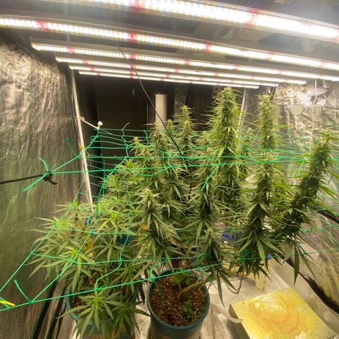 DankBerry  growlog timeline photo