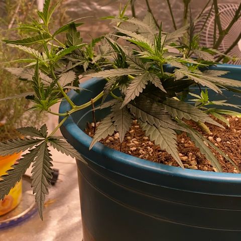 DankBerry  growlog timeline photo