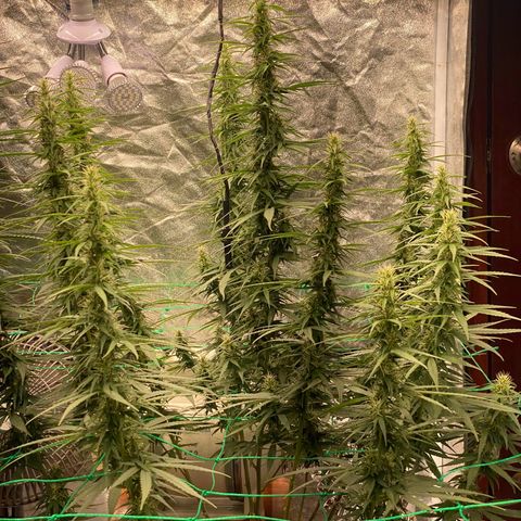 DankBerry  growlog timeline photo