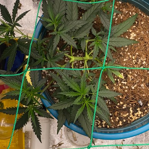 DankBerry  growlog timeline photo