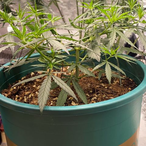 DankBerry  growlog timeline photo