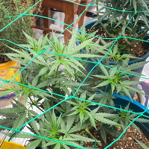 DankBerry  growlog timeline photo