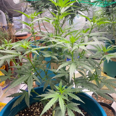 DankBerry  growlog timeline photo