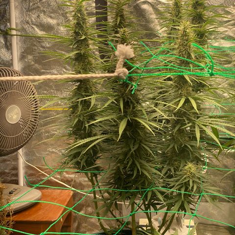DankBerry  growlog timeline photo