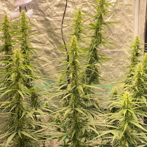 DankBerry  growlog timeline photo