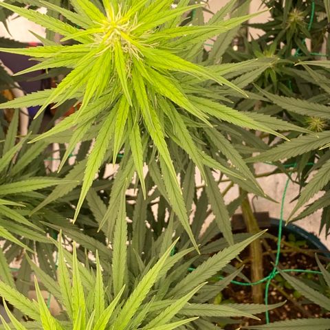 DankBerry  growlog timeline photo