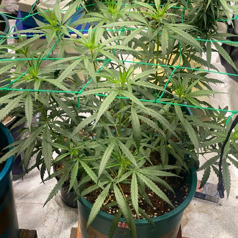 DankBerry  growlog timeline photo