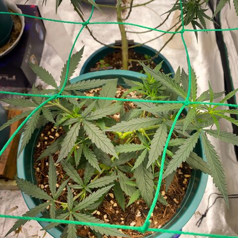 DankBerry  growlog timeline photo