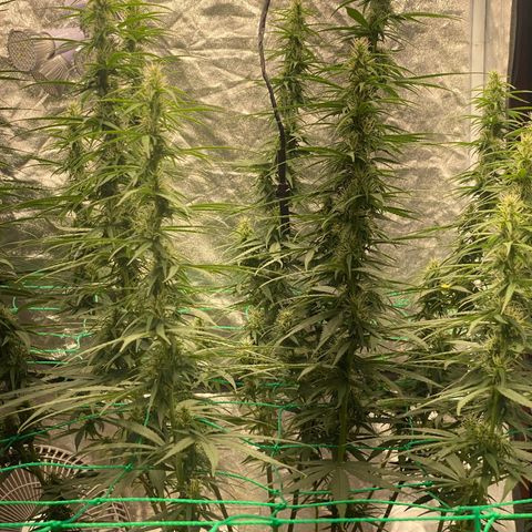 DankBerry  growlog timeline photo