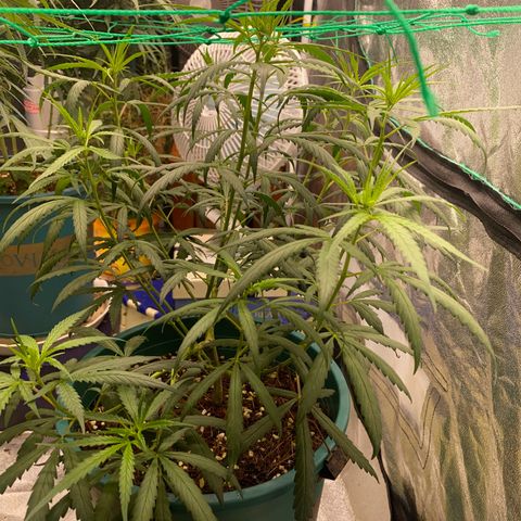 DankBerry  growlog timeline photo