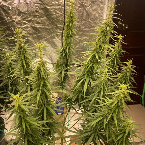 DankBerry  growlog timeline photo