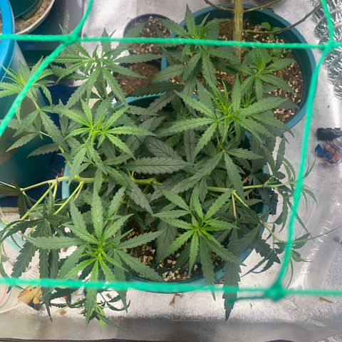 DankBerry  growlog timeline photo
