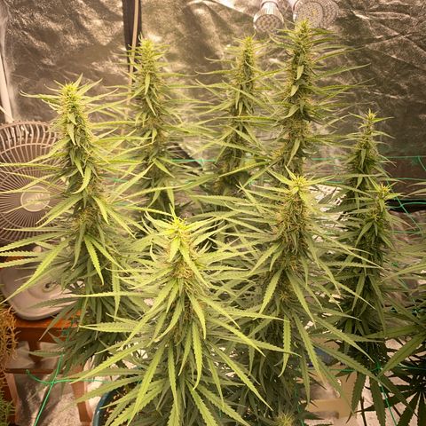 DankBerry  growlog timeline photo