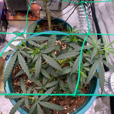 DankBerry  growlog timeline photo
