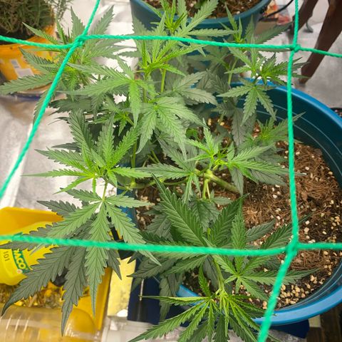 DankBerry  growlog timeline photo