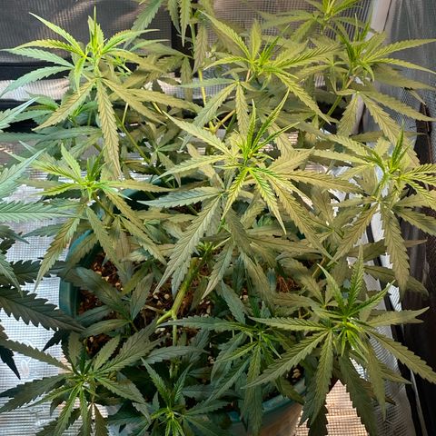 DankBerry  growlog timeline photo