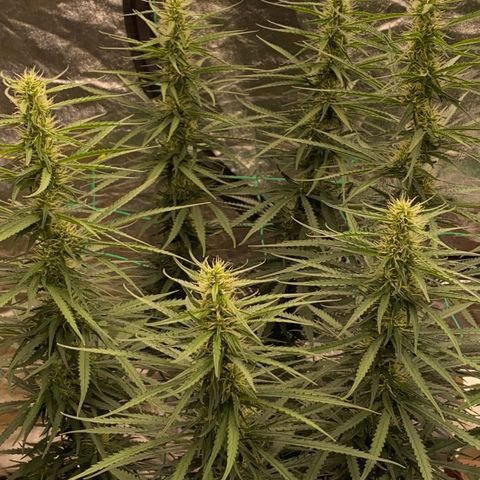 DankBerry  growlog timeline photo