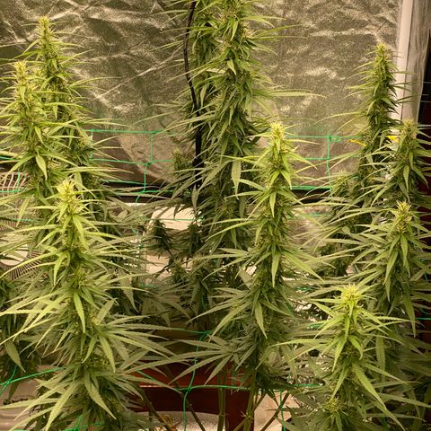 DankBerry  growlog timeline photo