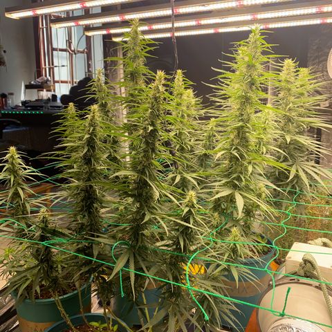 DankBerry  growlog timeline photo