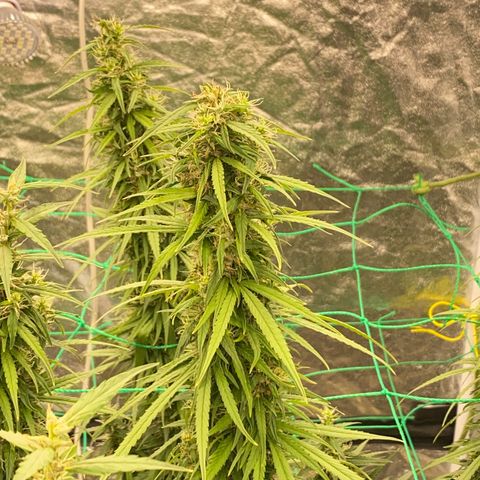 DankBerry  growlog timeline photo