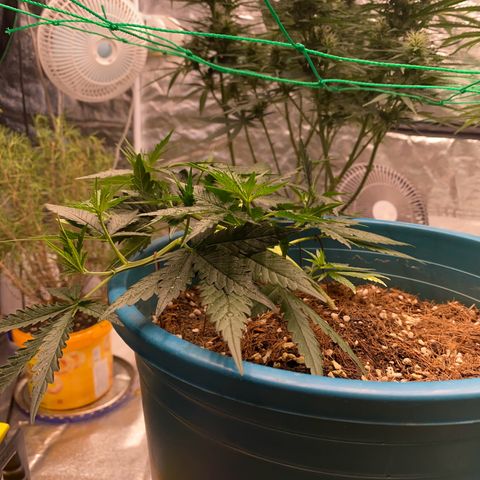 DankBerry  growlog timeline photo