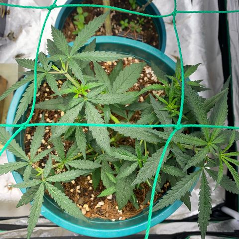 DankBerry  growlog photo: LST