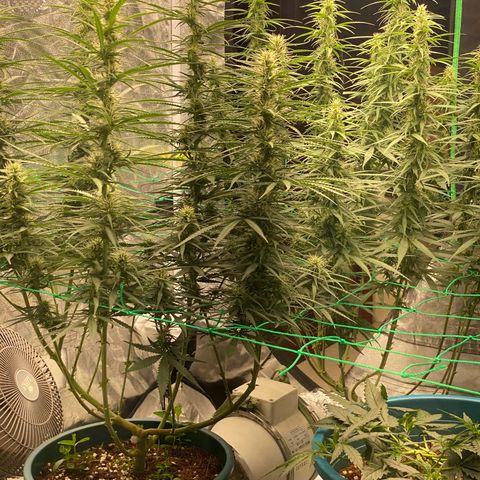 DankBerry  growlog timeline photo
