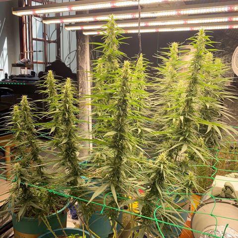 DankBerry  growlog timeline photo