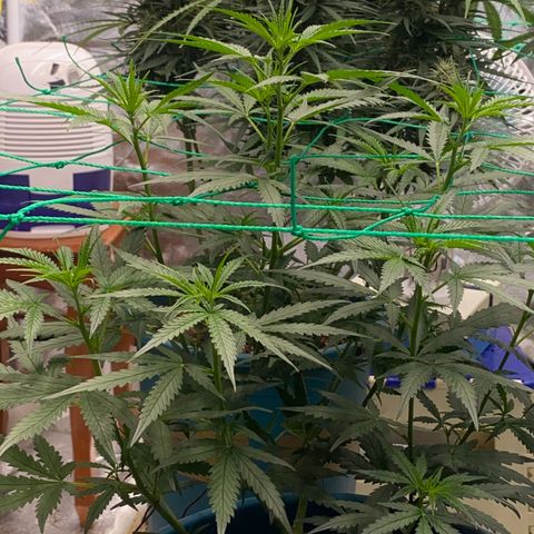 DankBerry  growlog timeline photo