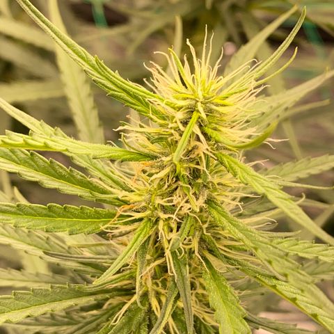 DankBerry  growlog timeline photo