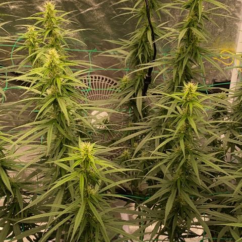 DankBerry  growlog timeline photo
