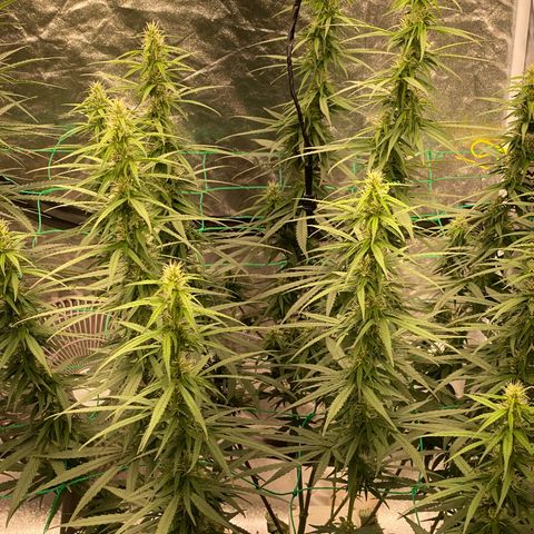 DankBerry  growlog timeline photo