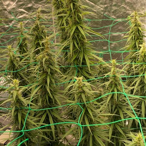 DankBerry  growlog timeline photo