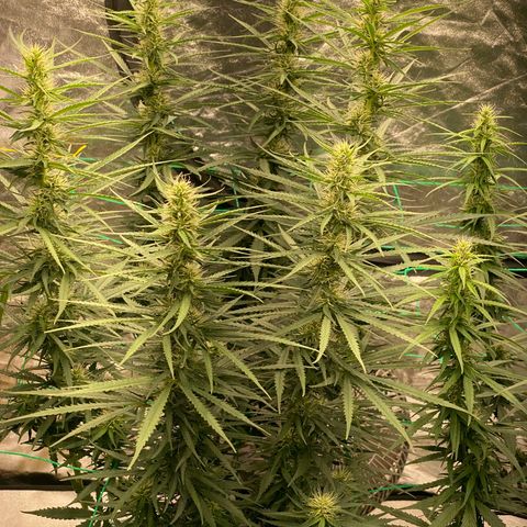 DankBerry  growlog timeline photo