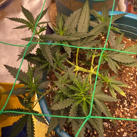 DankBerry  growlog timeline photo