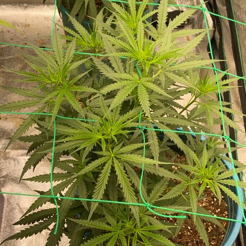 DankBerry  growlog timeline photo