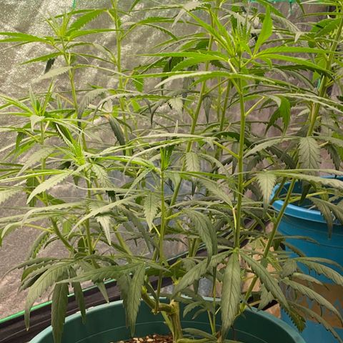DankBerry  growlog timeline photo