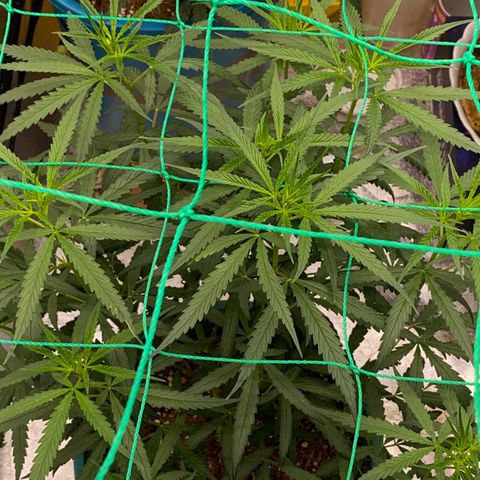 DankBerry  growlog timeline photo