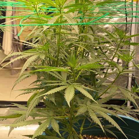 DankBerry  growlog timeline photo