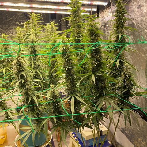 DankBerry  growlog timeline photo