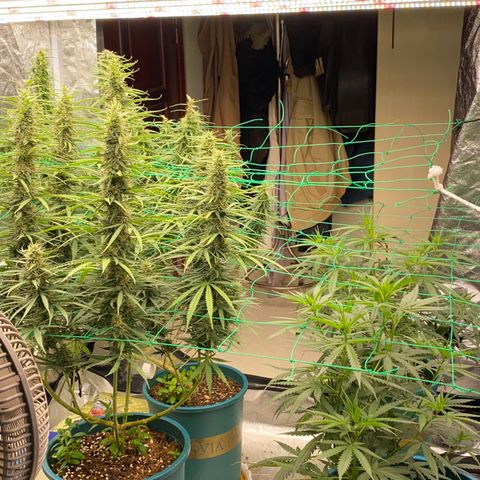 DankBerry  growlog timeline photo