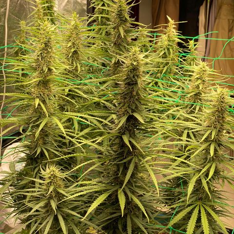 DankBerry  growlog timeline photo