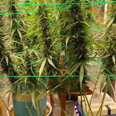 DankBerry  growlog timeline photo