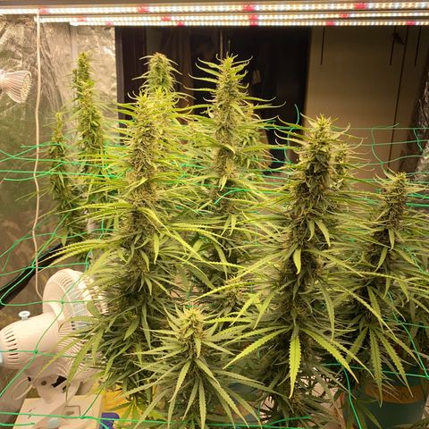 DankBerry  growlog timeline photo
