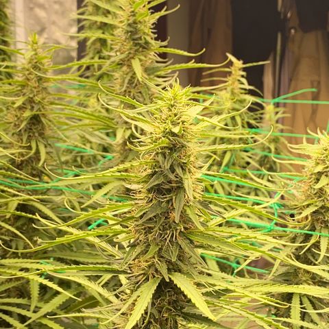 DankBerry  growlog timeline photo